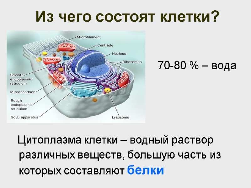 Из чего состоят клетки? 70-80 % – вода    Цитоплазма клетки –